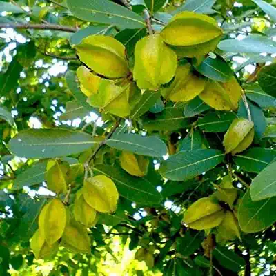 Arjuna trees - brahma kumaris | official