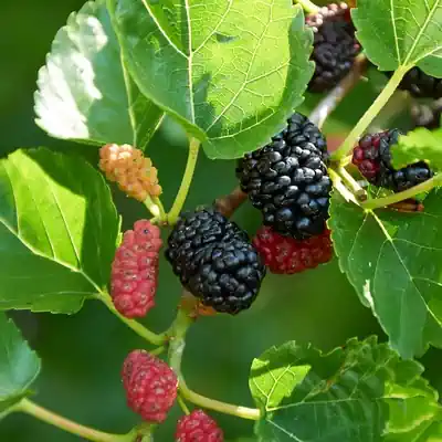 Mulberry tree - brahma kumaris | official
