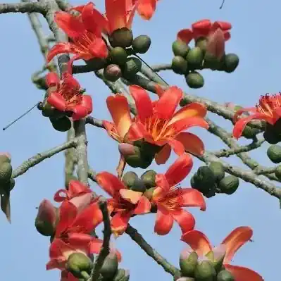 Silk cotton trees - brahma kumaris | official